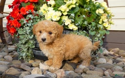 Bichpoo dogs for sale: Gemma - Image 4