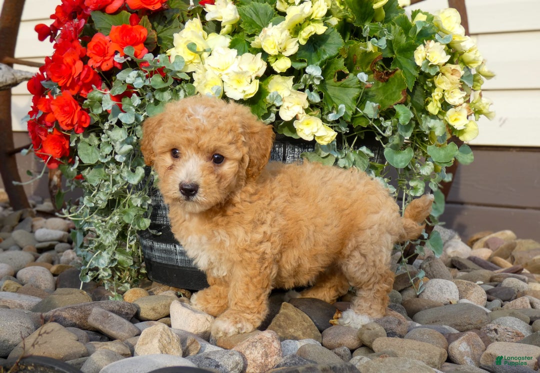 Bichpoo dogs for sale: Gemma - Image 4