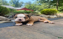 English Bulldog dogs for sale: Donnie - Image 7
