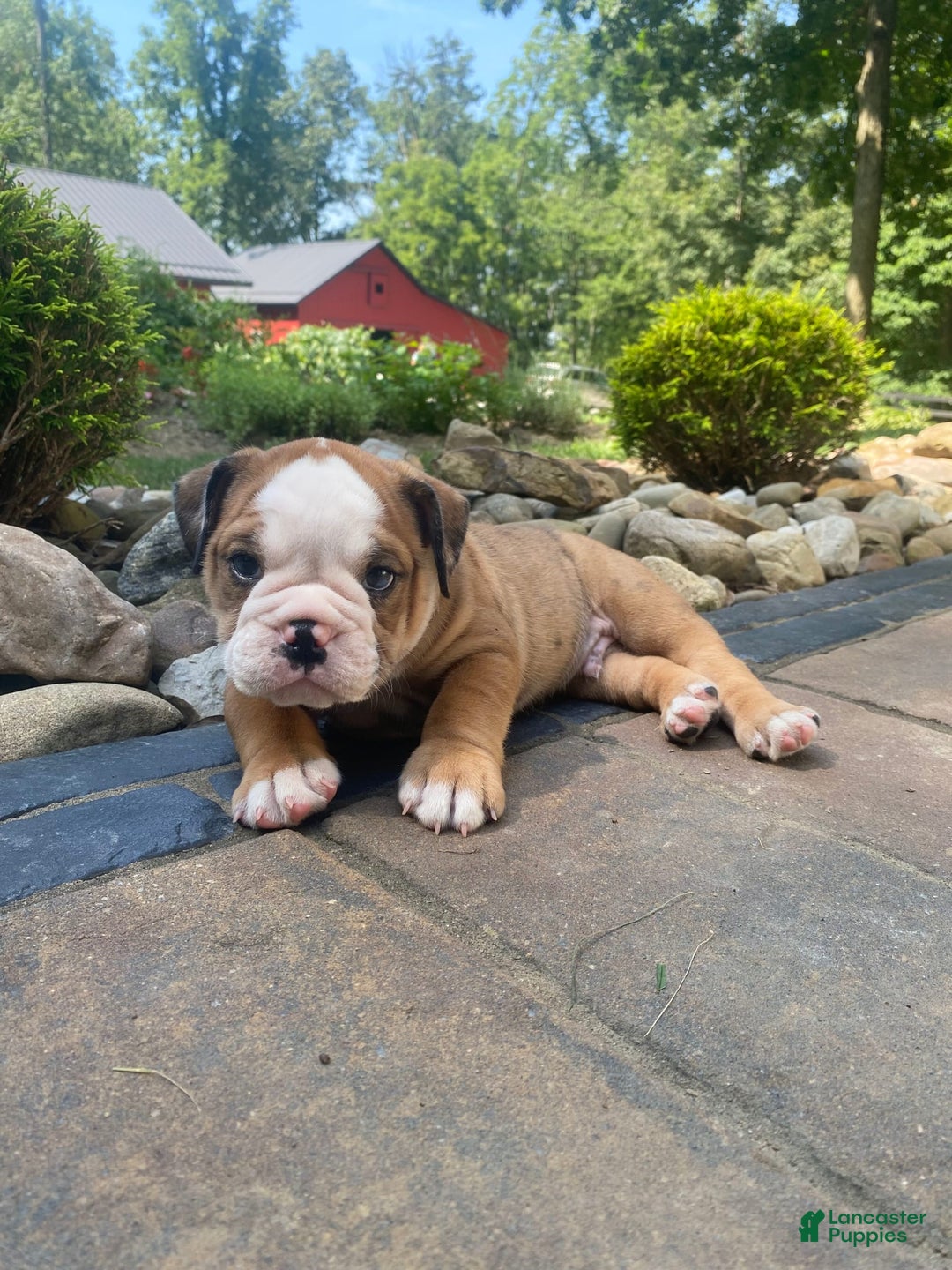 English Bulldog dogs for sale: Donnie - Image 7