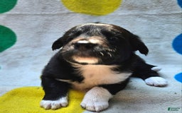 Border Collie dogs for sale: Francis - Image 16