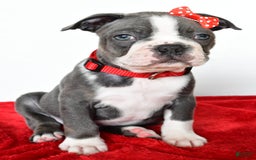 Frenchton dogs for sale: Bingo - Image 1
