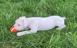 Boxer dogs for sale: Cash - Image 4
