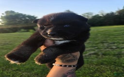 Siberian Husky dogs for sale: Stacy - Image 2