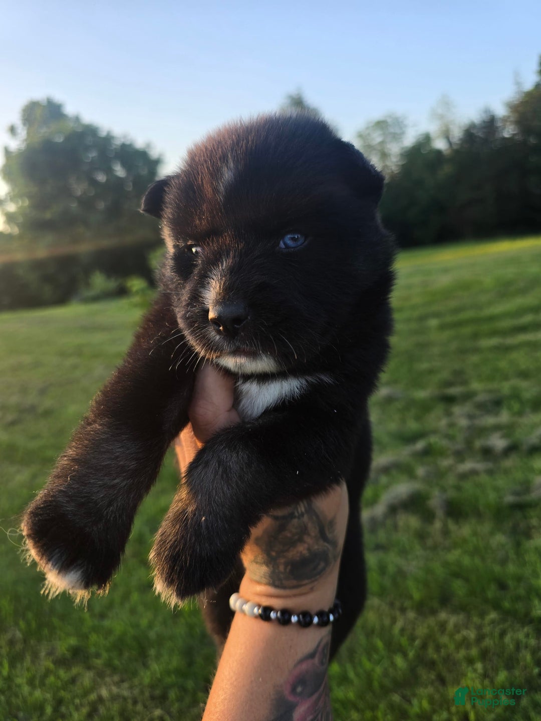 Siberian Husky dogs for sale: Stacy - Image 2