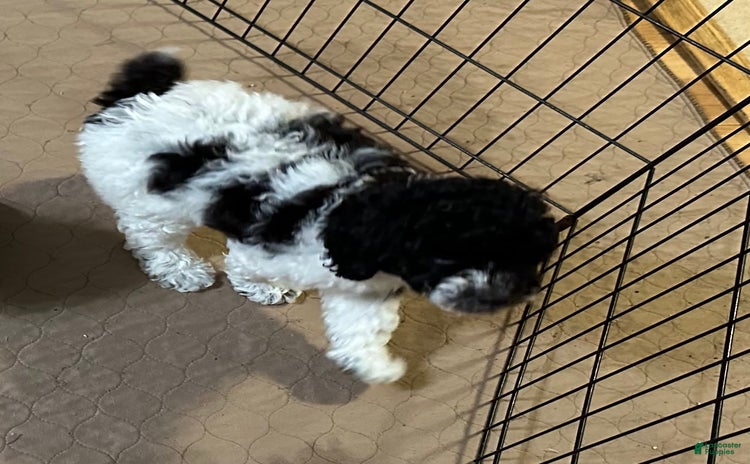 Miniature Poodle dogs for sale - Ad 3