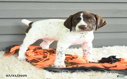 German Shorthaired Pointer dogs for sale: Anchor - Image 2
