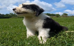 Old English Sheepdog dogs for sale: Floofy - Image 3