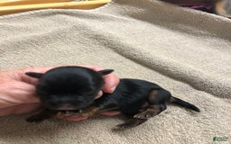 Yorkshire Terrier dogs for sale: Kai - Image 4