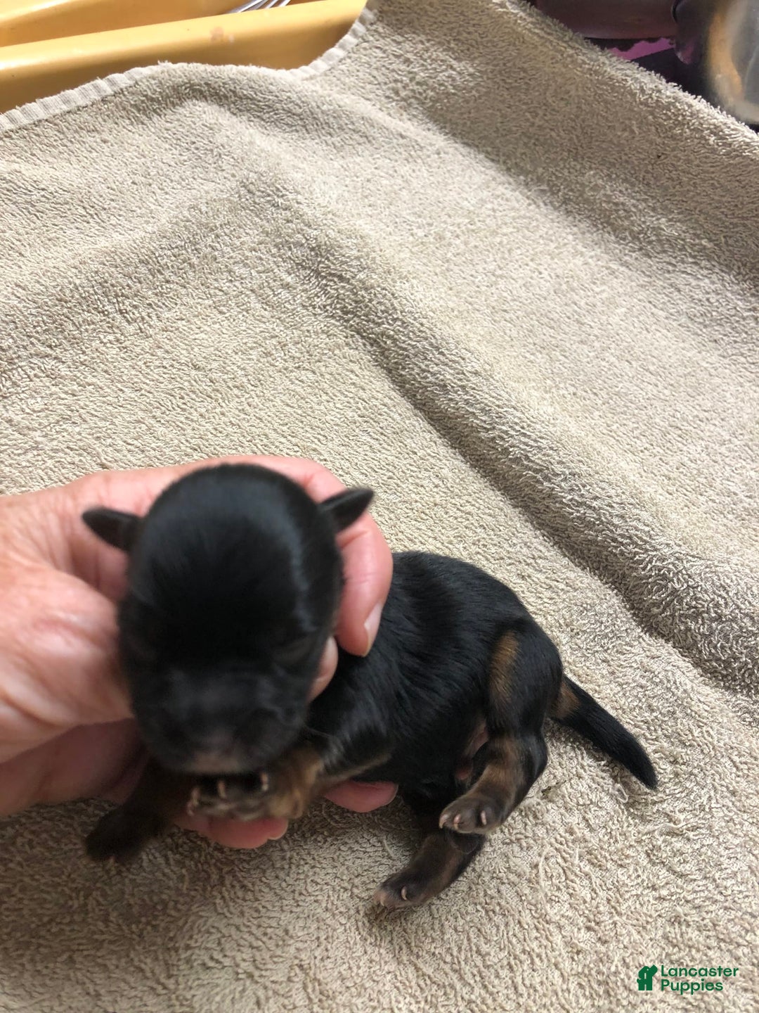 Yorkshire Terrier dogs for sale: Kai - Image 4