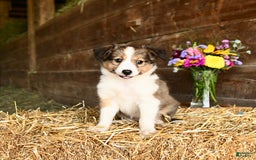 Shetland Sheepdog dogs for sale: Candy - Image 1