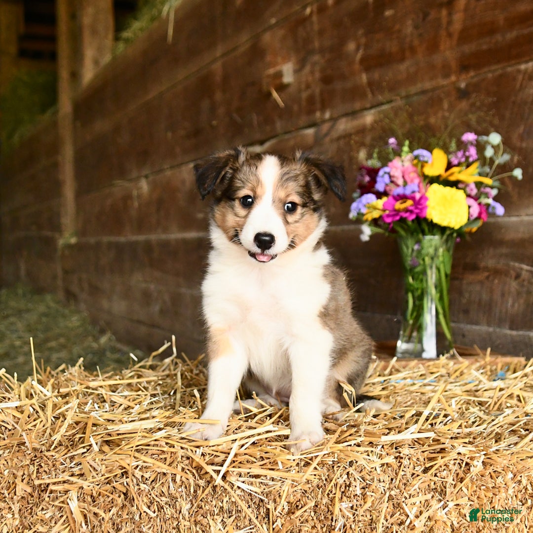 Shetland Sheepdog dogs for sale: Candy - Image 1
