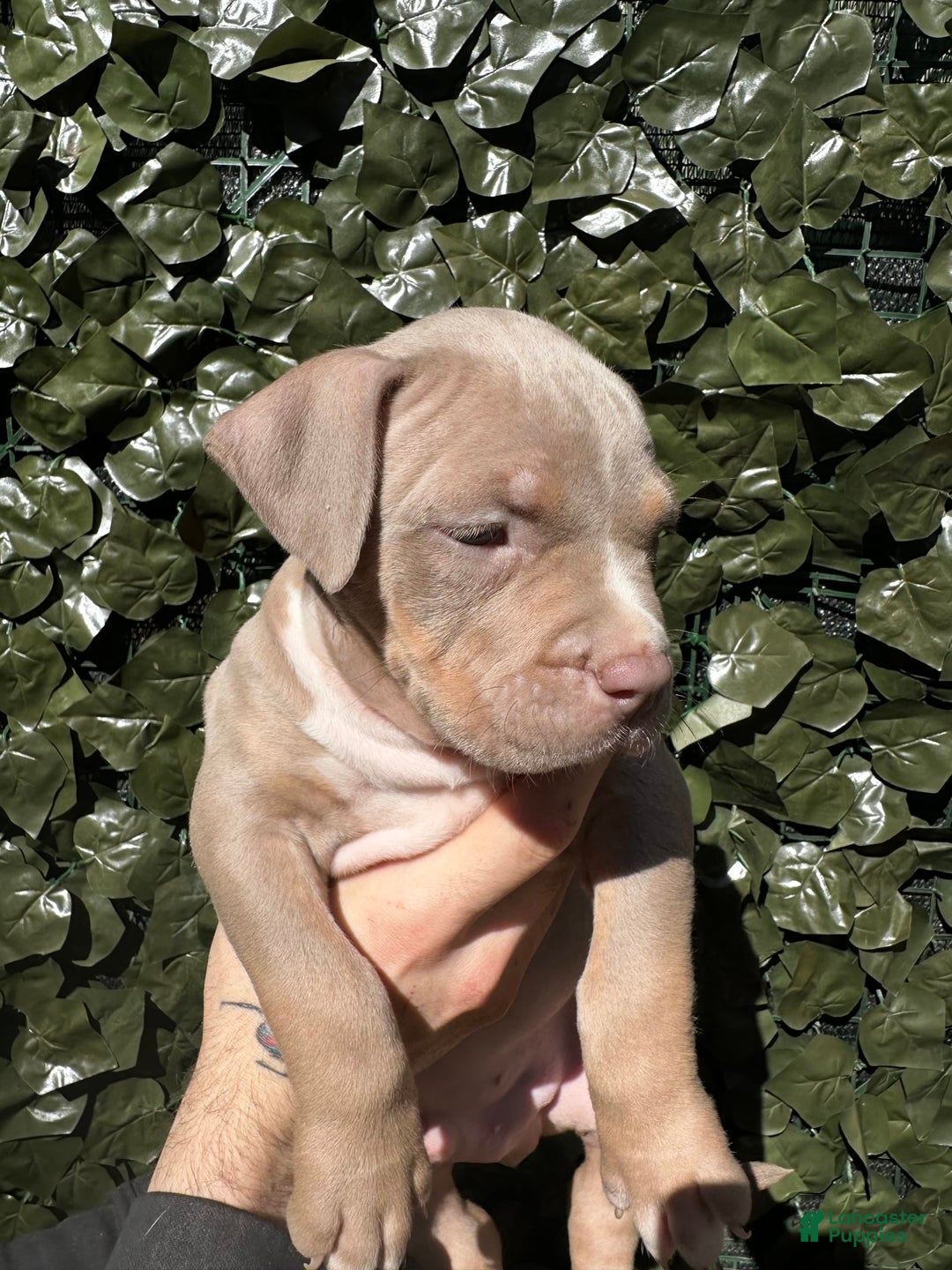 American Bully dogs for sale: Raine - Image 3
