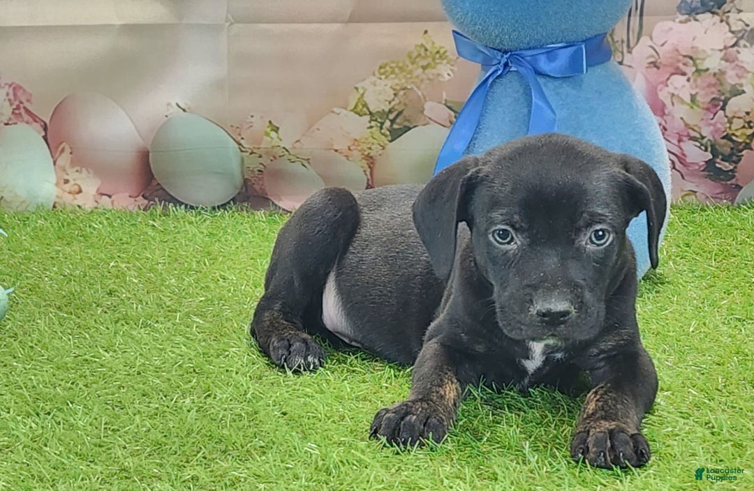 Catahoula Leopard Dog dogs for sale: Juliet 2025 M7 Catahoula puppy - Image 3