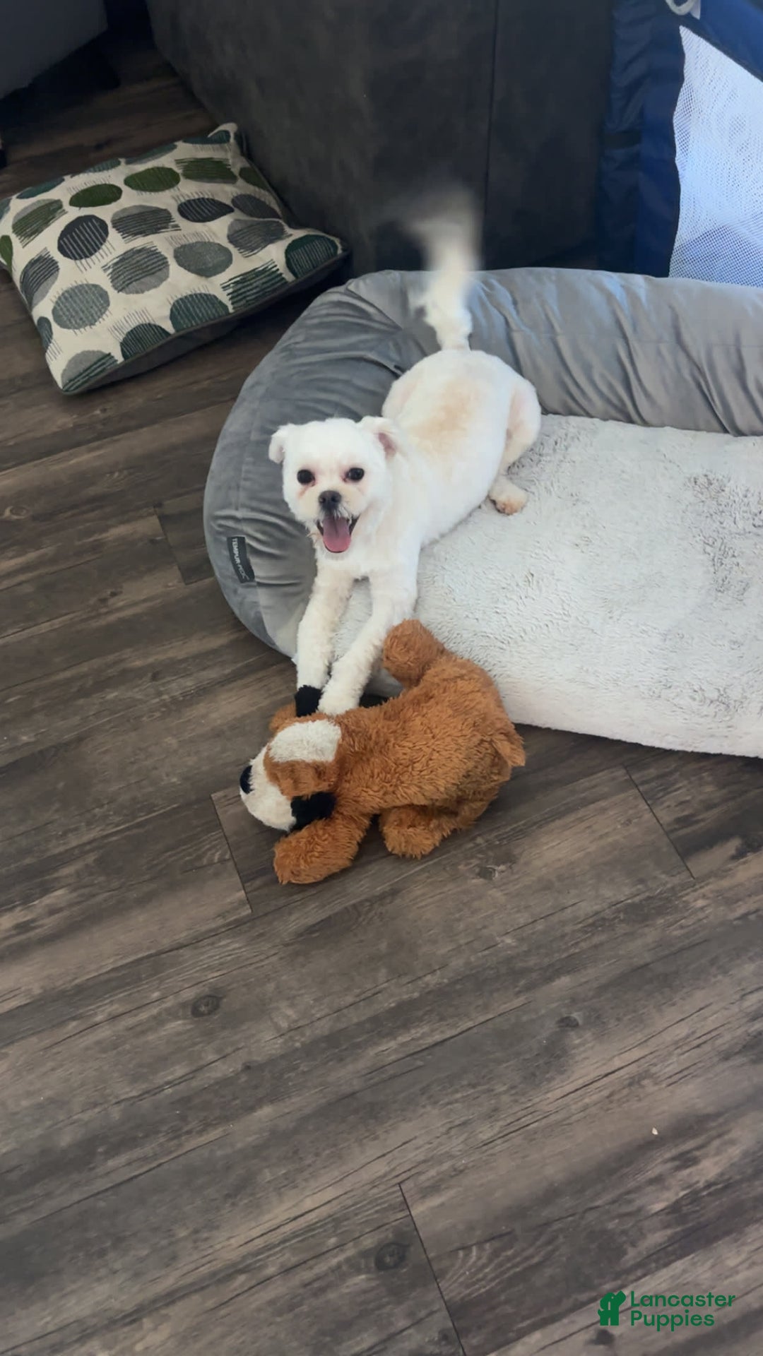Maltipoo dogs for sale: Ghost - Image 14