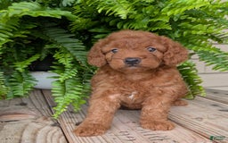Mini Goldendoodle dogs for sale: Mini -lilly - Image 5
