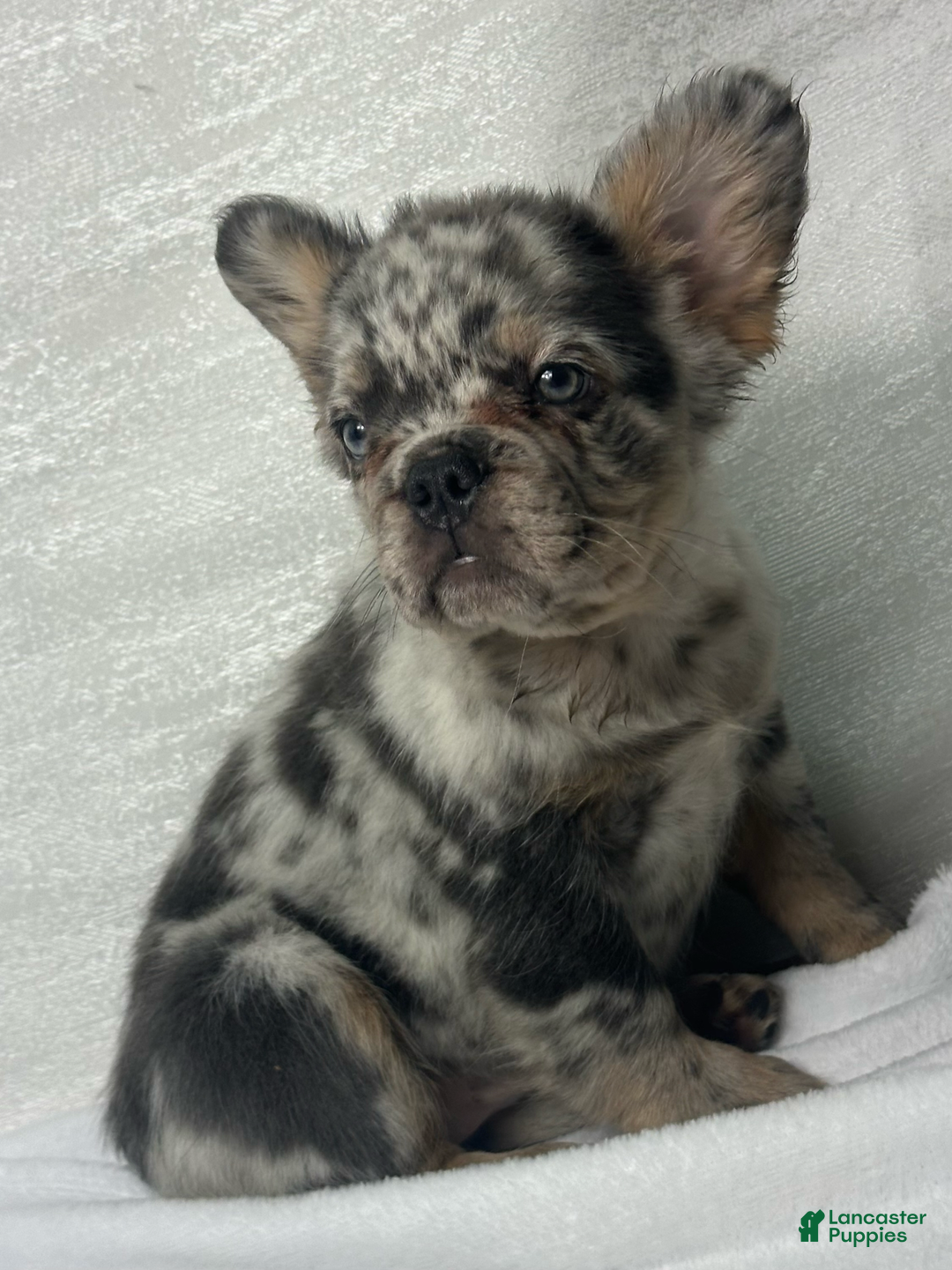 French Bulldog dogs for sale: cleo - Image 7