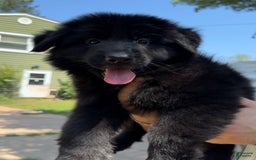 German Shepherd dogs for sale: Zara - Image 2