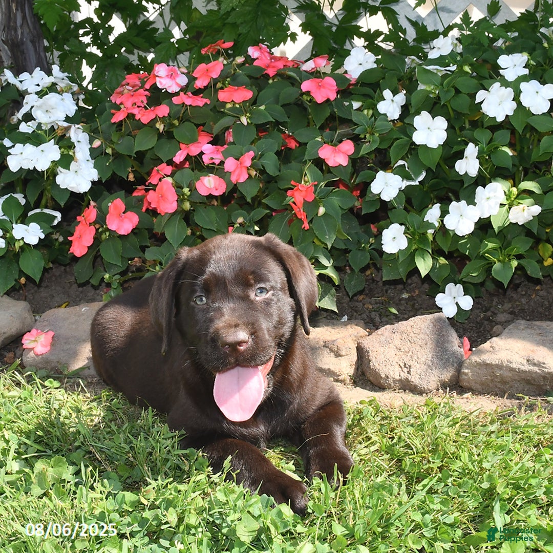 Labrador Retriever dogs for sale: Labrador Retriever 9 puppies - Image 41