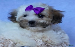 Shihpoo dogs for sale: Scarlett - Image 3
