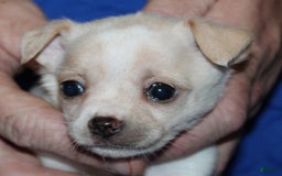 Chihuahua dogs for sale: Ivar - Image 5