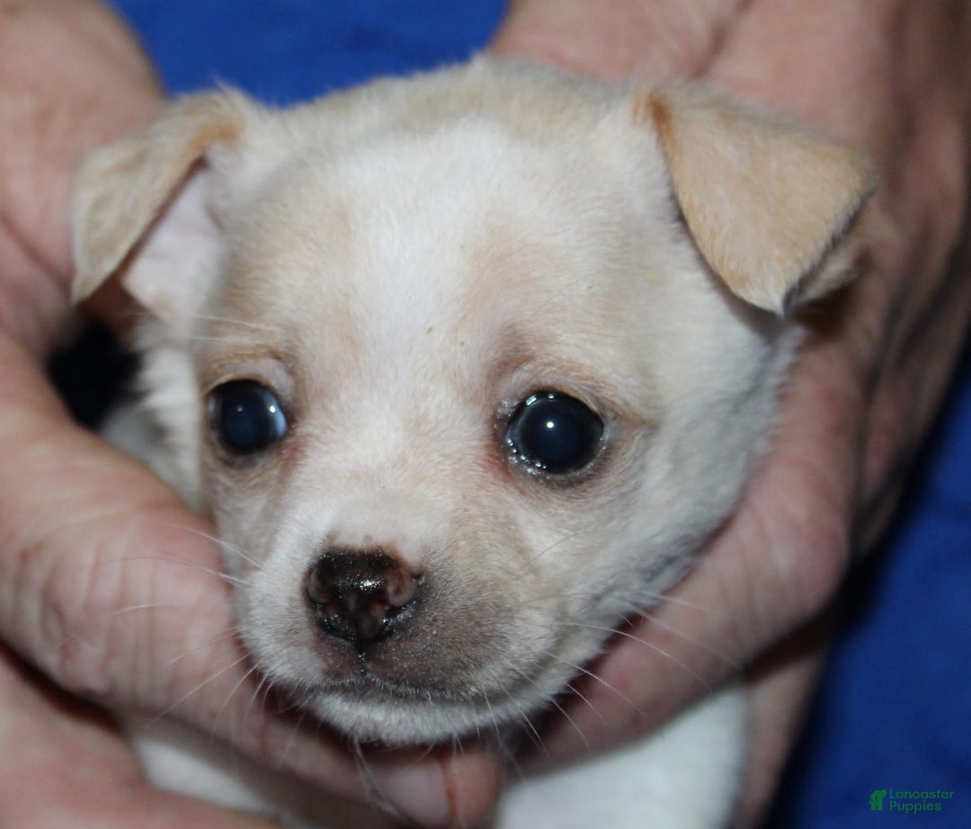 Chihuahua dogs for sale: Ivar - Image 5