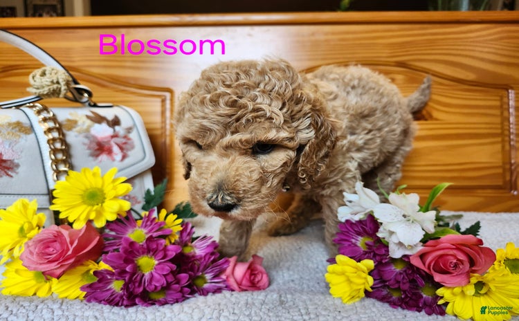 Standard Poodle dogs for sale - Ad 4
