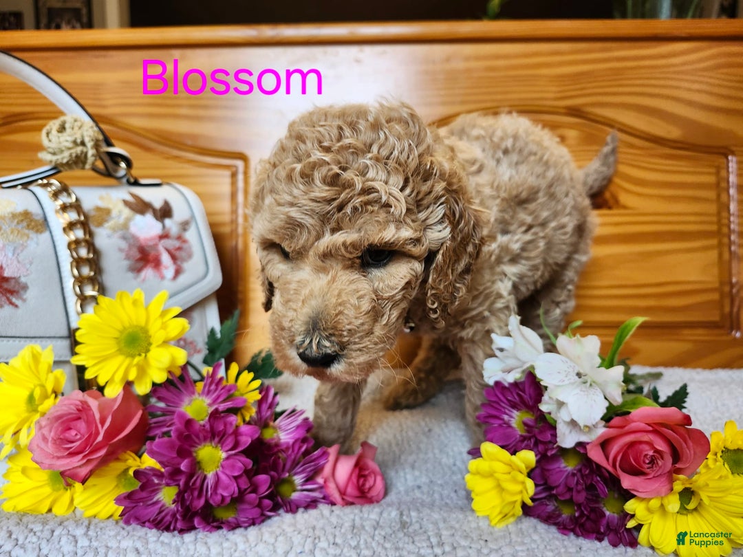Standard Poodle dogs for sale: Blossom - Image 1
