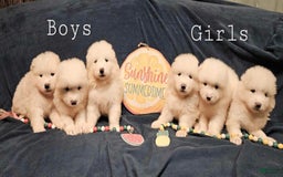 Samoyed dogs for sale: Jane - Image 6