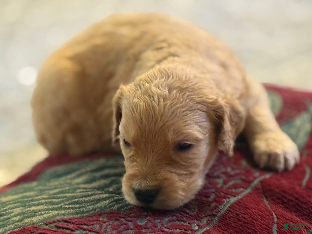 Goldendoodle dogs for sale: Lilly Penelope - Image 3