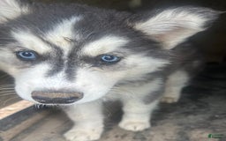 Siberian Husky dogs for sale: Dahlia Blk And White Girl Nc - Image 2