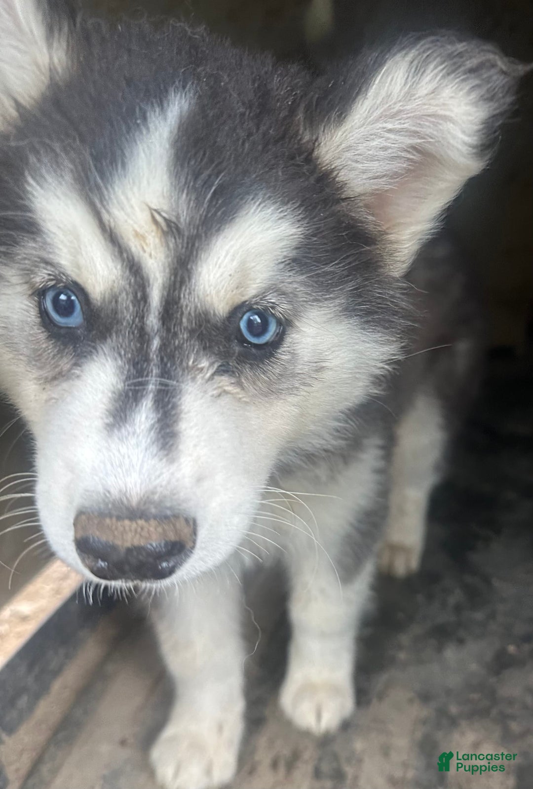 Siberian Husky dogs for sale: Dahlia Blk And White Girl Nc - Image 2