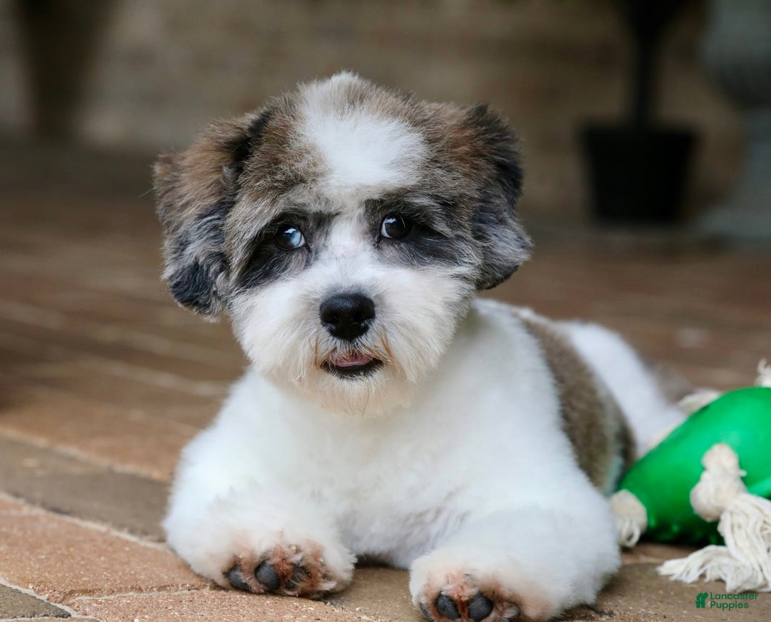 Shihpoo dogs for sale: Leo - Image 19