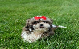 Shih Tzu dogs for sale: Lucky - Image 7