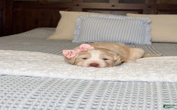 Labradoodle dogs for sale: Honey - Image 4