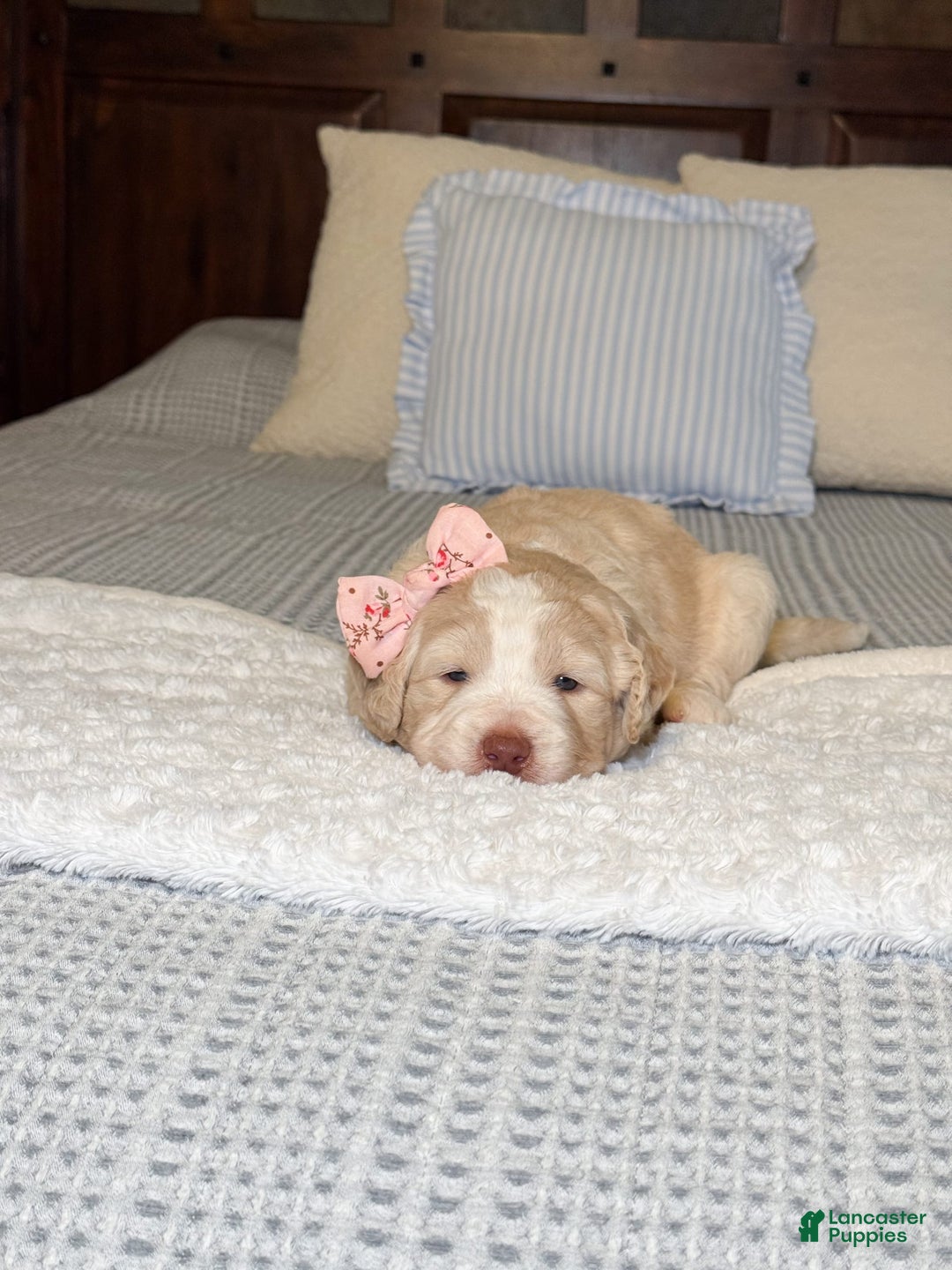 Labradoodle dogs for sale: Honey - Image 4