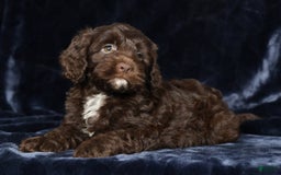 Cavapoo dogs for sale: Joey - Image 9