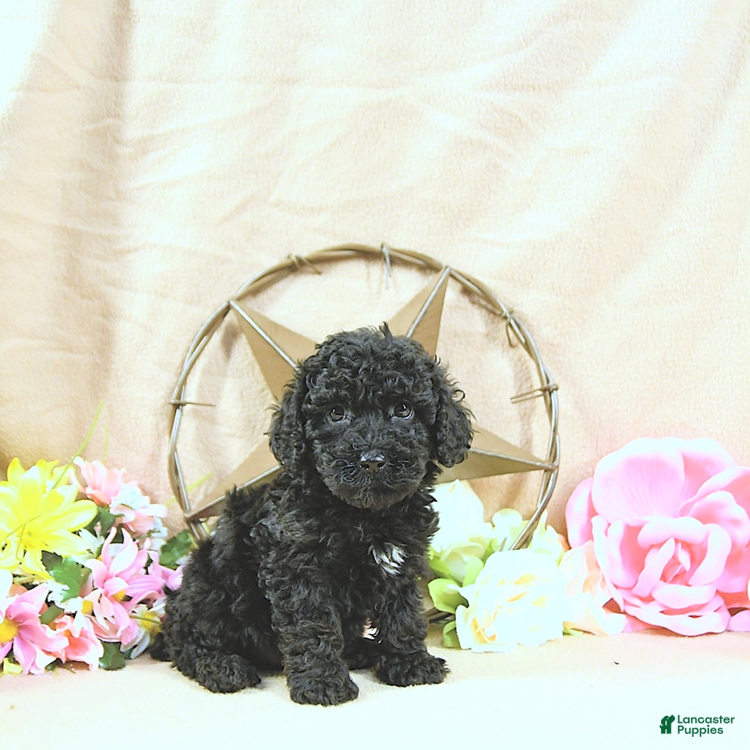 Miniature Poodle dogs for sale: Earl - Image 3