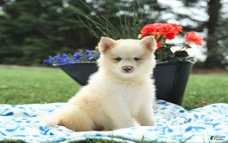Pomsky dogs for sale: Cream Puff - Image 1