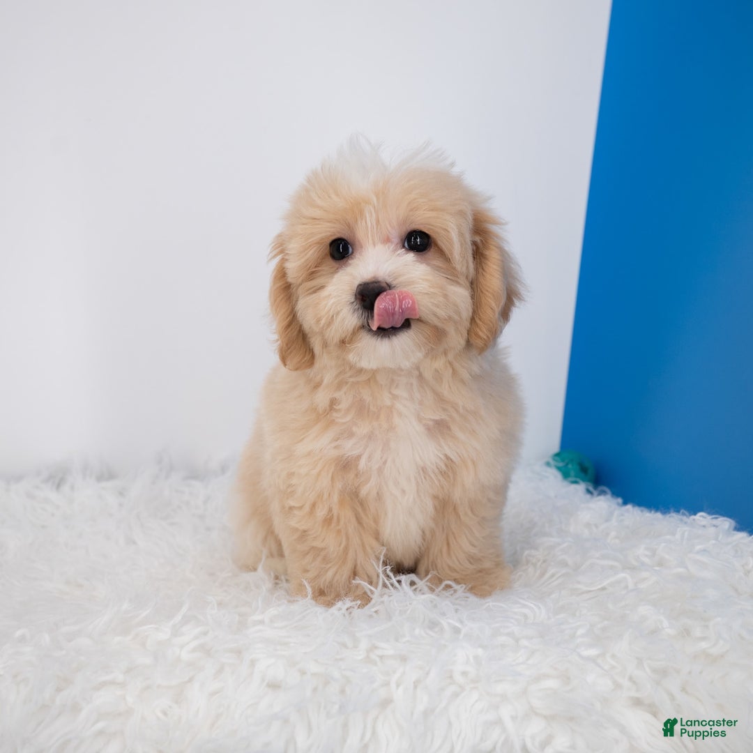 Maltipoo dogs for sale: Luciana - Image 6