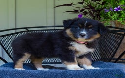 Australian Shepherd dogs for sale: Lark - Image 1