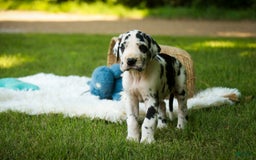 Great Dane dogs for sale: Legend - Image 5