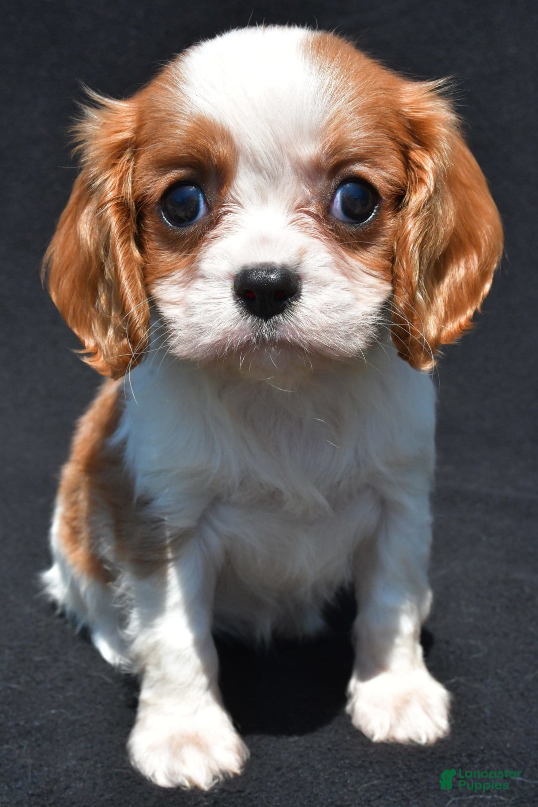 Cavalier King Charles Spaniel dogs for sale: Callie - Image 6