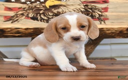 Beagle dogs for sale: Betzy - Image 4