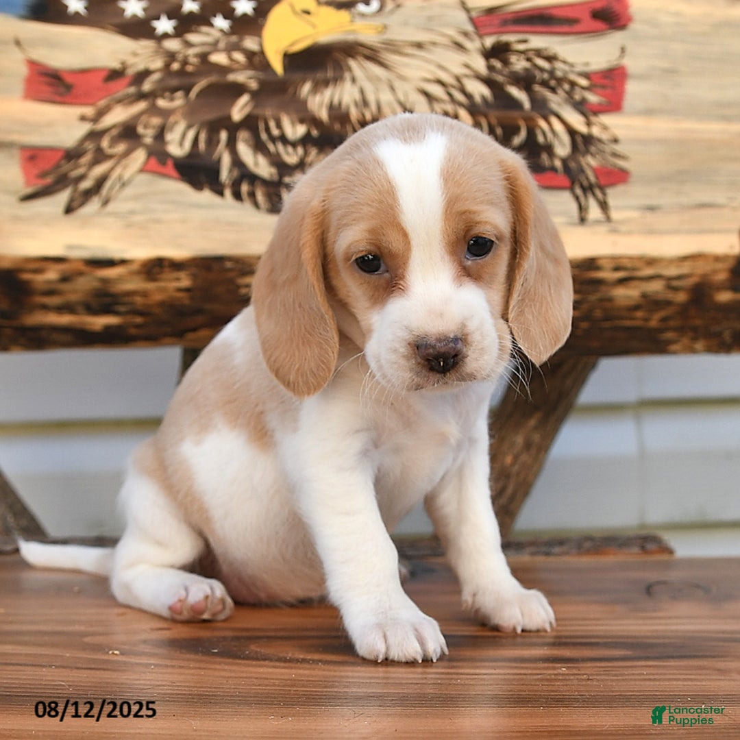 Beagle dogs for sale: Betzy - Image 4