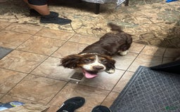 English Springer Spaniel dogs for sale: Female 3 - Image 2