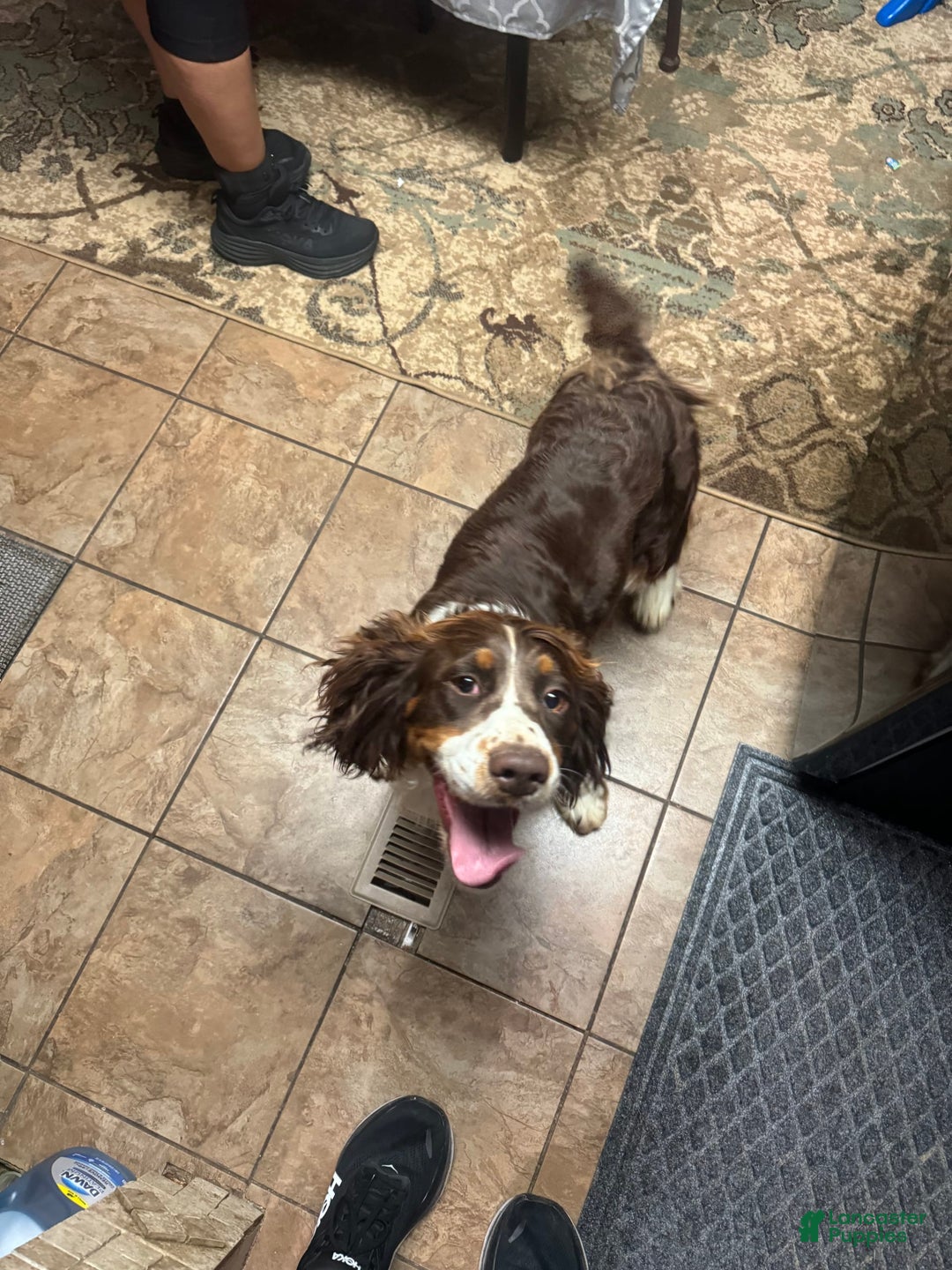 English Springer Spaniel dogs for sale: Female 3 - Image 2