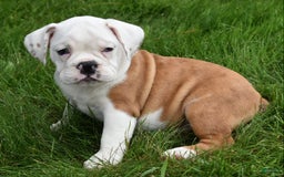Beabull dogs for sale: Tessa - Image 15