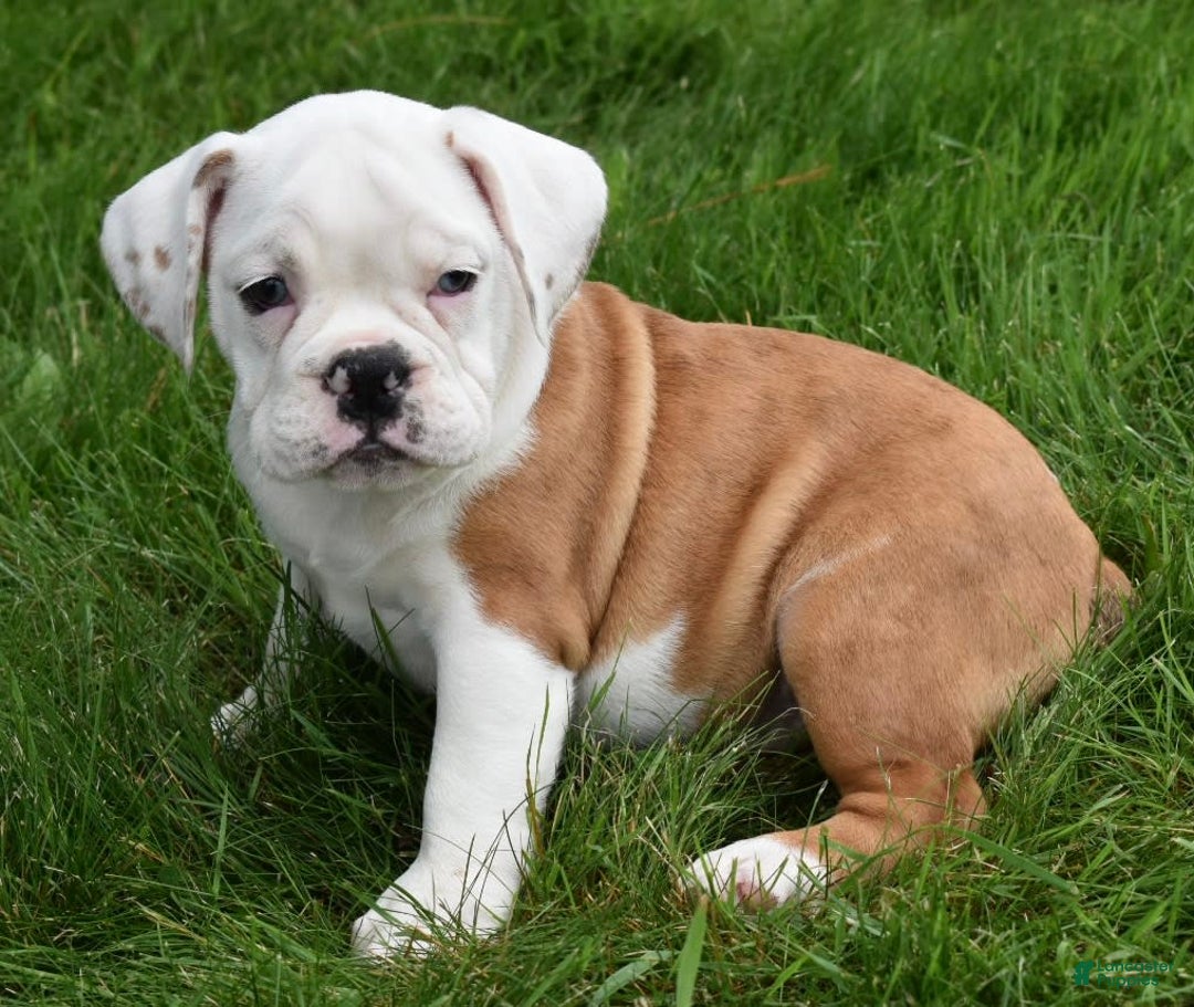 Beabull dogs for sale: Tessa - Image 15