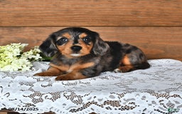Miniature Dachshund dogs for sale: Dancer - Image 5